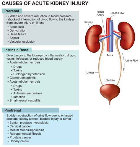 Acute kidney injury is more common in men than women after。